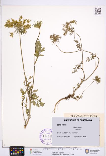 Daucus carota [Espécimen: ]