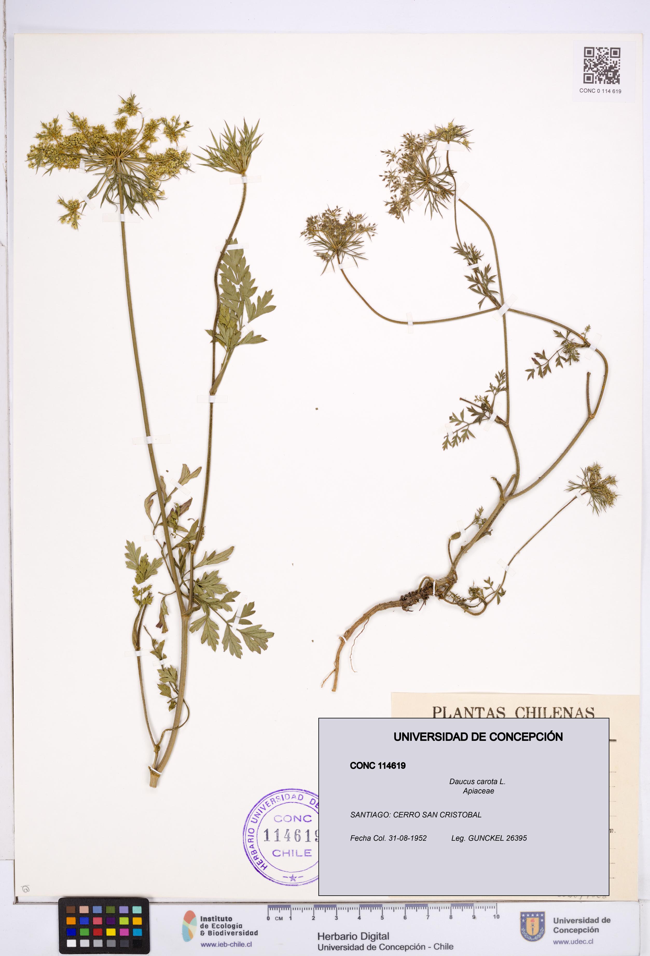 Daucus carota [Espécimen: ]