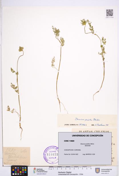 Daucus pusillus [Espécimen: ]