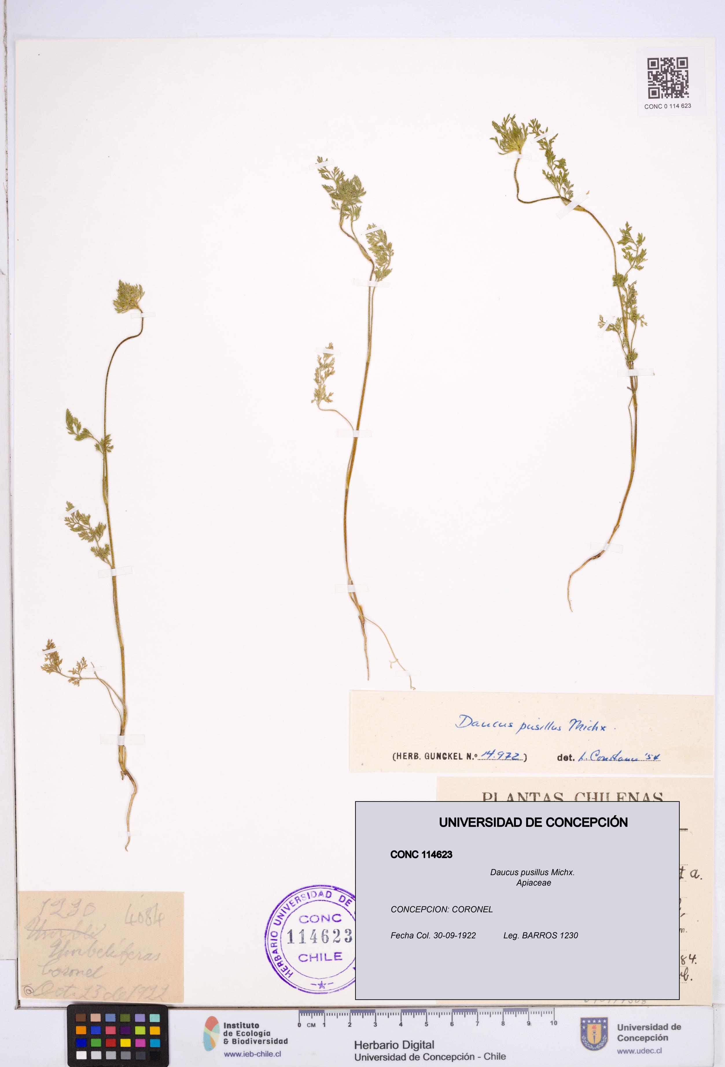Daucus pusillus [Espécimen: ]