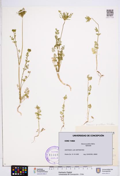 Daucus pusillus [Espécimen: ]