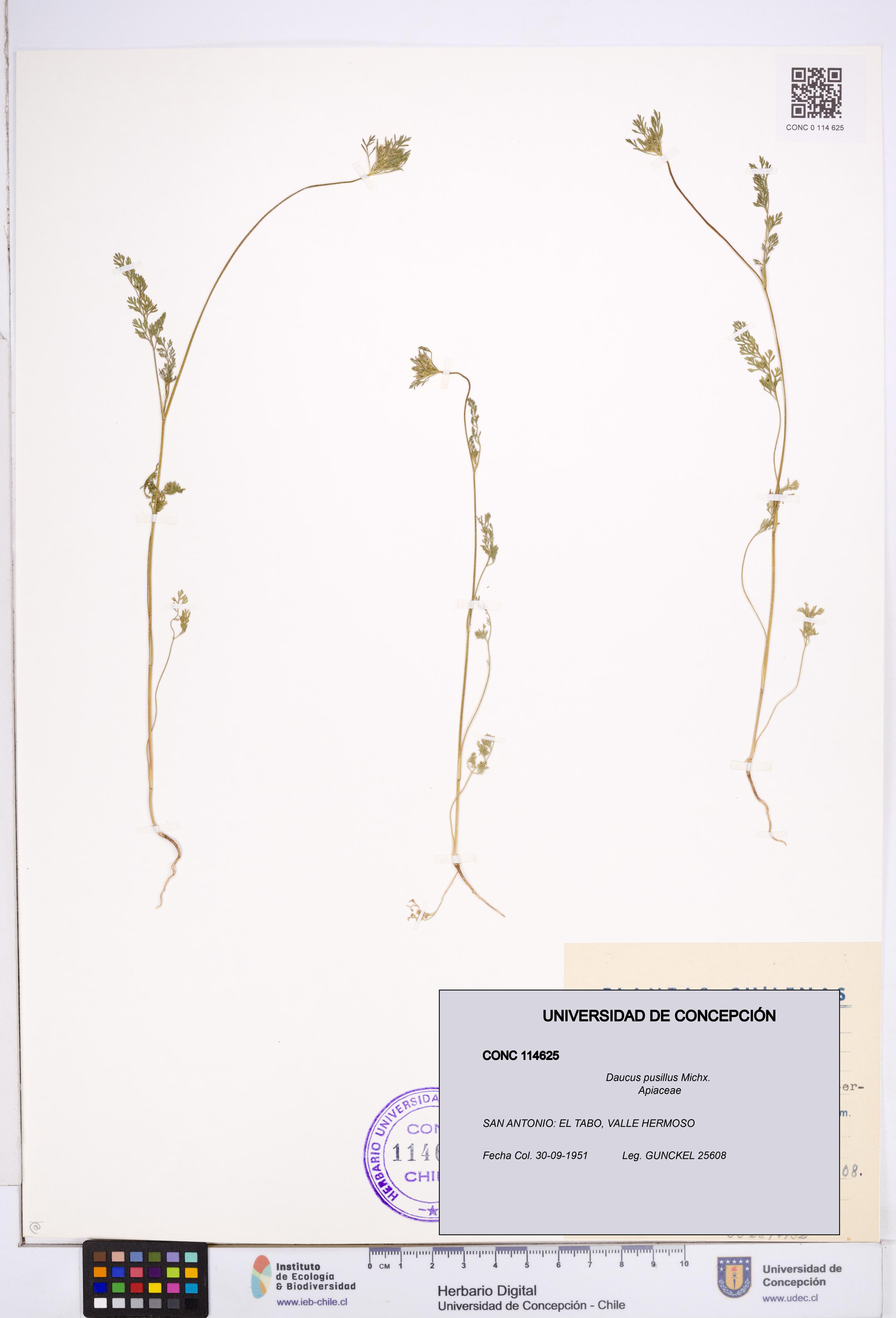 Daucus pusillus [Espécimen: ]
