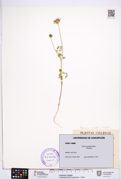 Daucus pusillus [Espécimen: ]