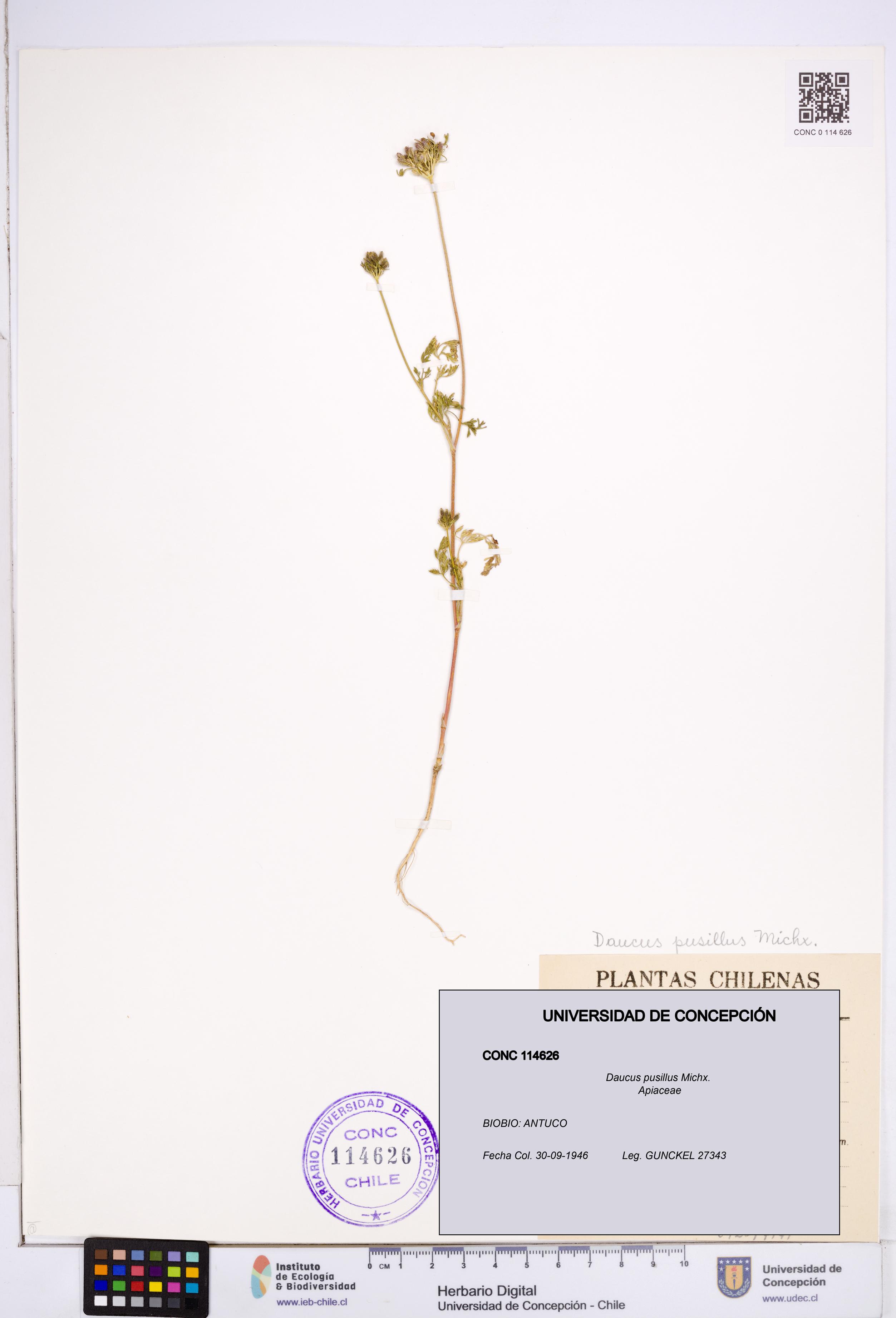 Daucus pusillus [Espécimen: ]