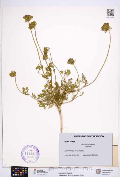 Daucus pusillus [Espécimen: ]