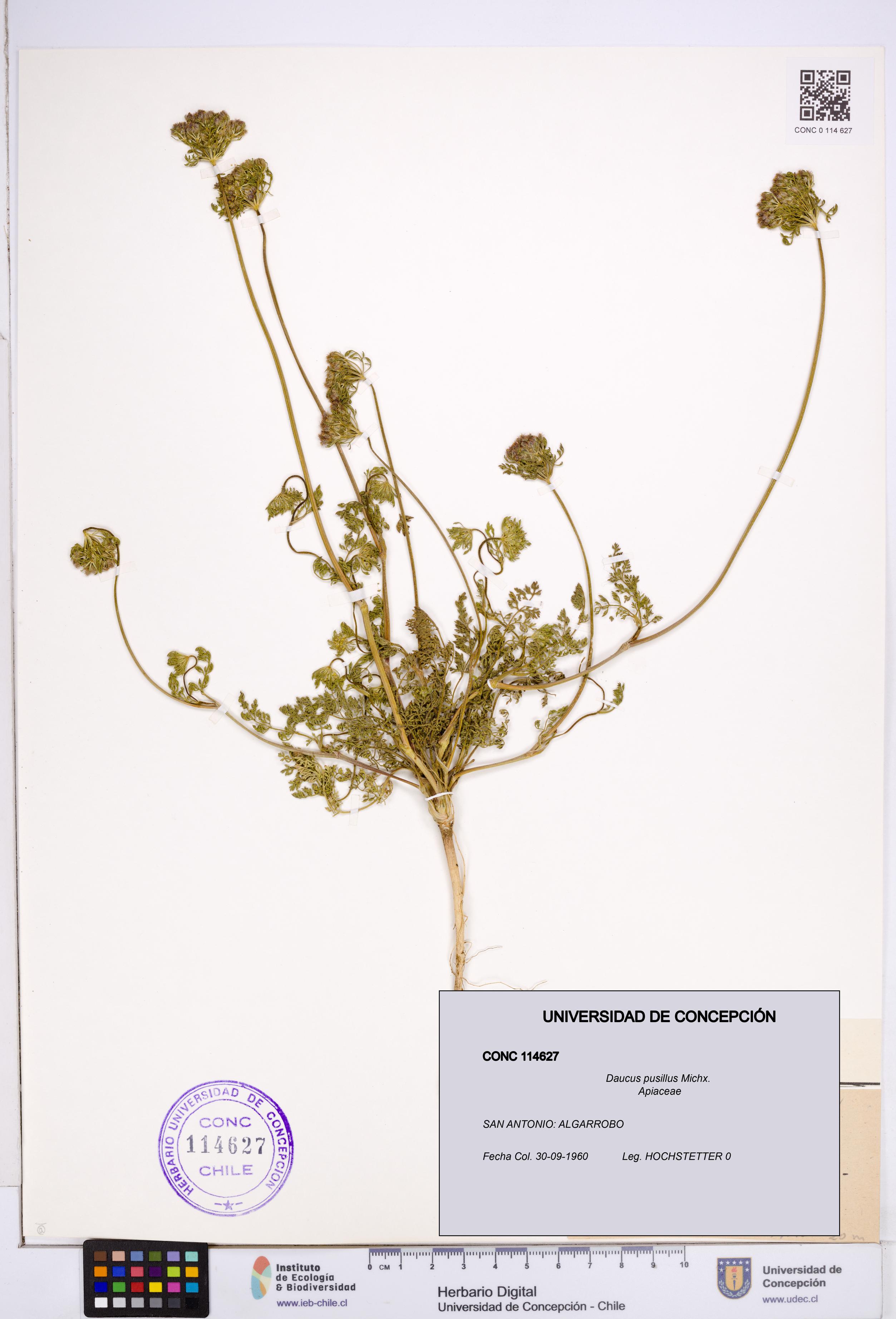 Daucus pusillus [Espécimen: ]