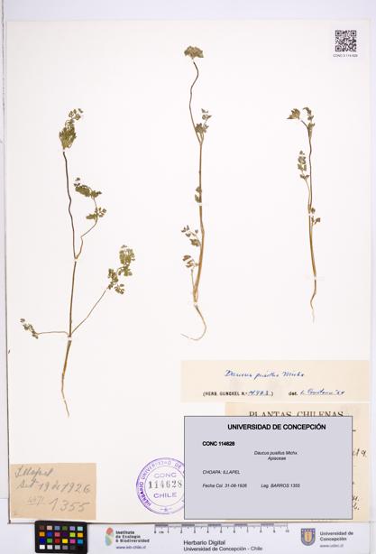 Daucus pusillus [Espécimen: ]