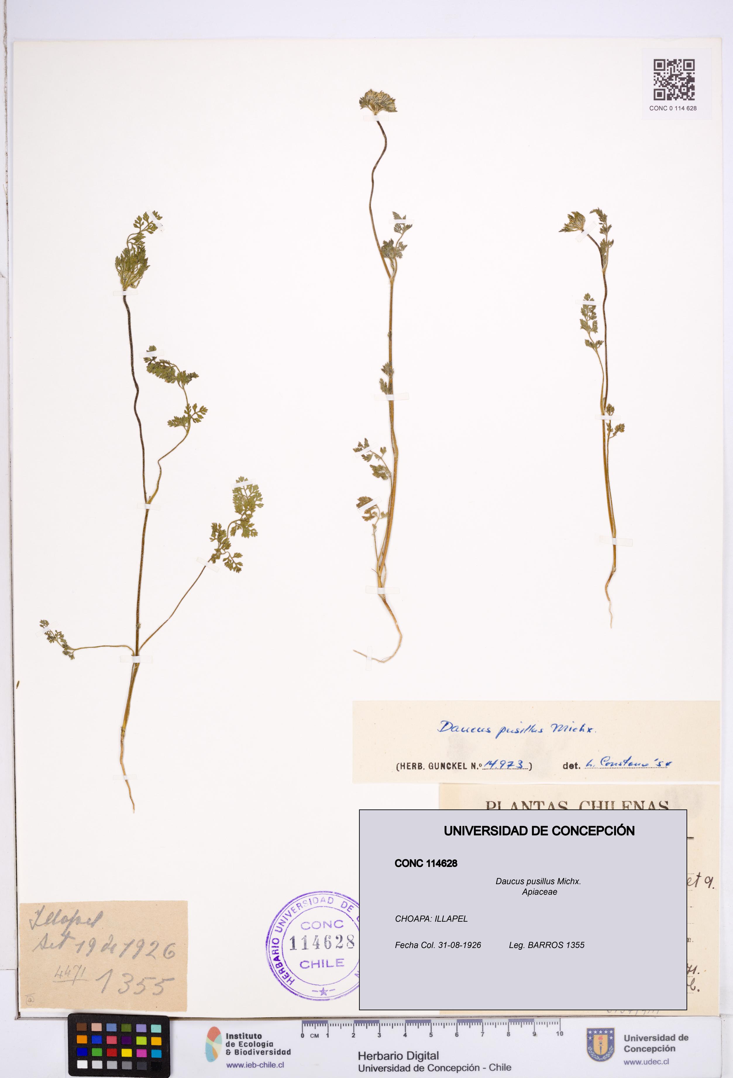 Daucus pusillus [Espécimen: ]