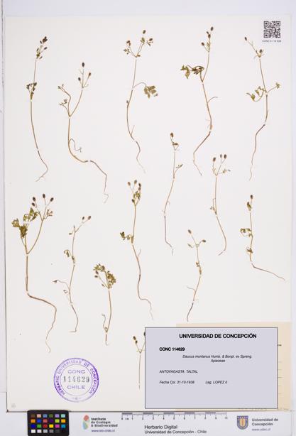Daucus montanus [Espécimen: ]