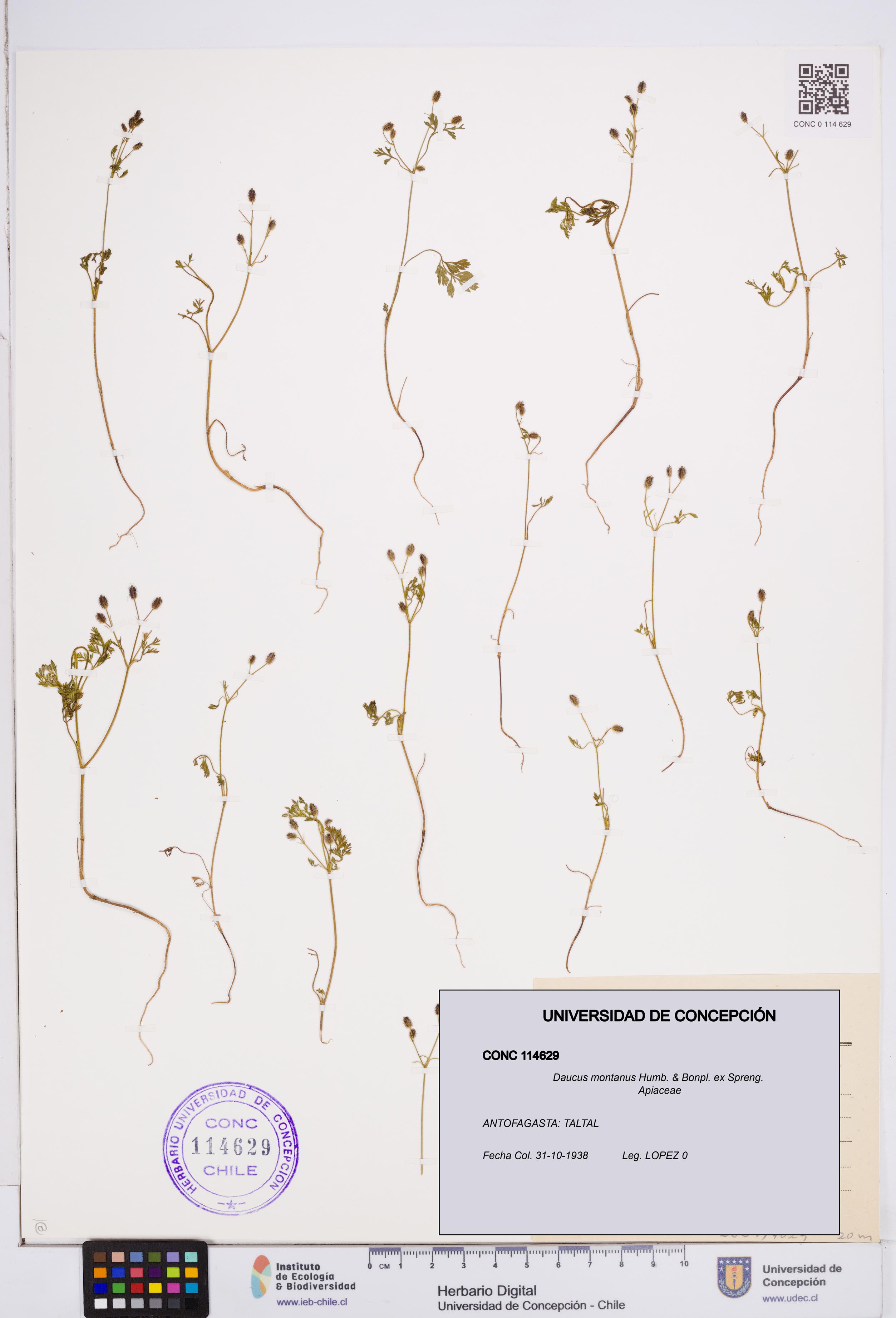 Daucus montanus [Espécimen: ]