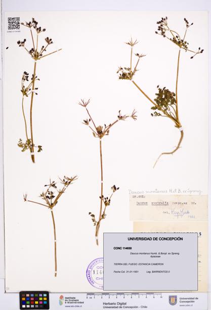 Daucus montanus [Espécimen: ]