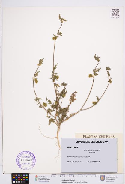 Torilis nodosa [Espécimen: ]
