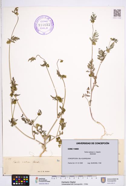 Torilis nodosa [Espécimen: ]