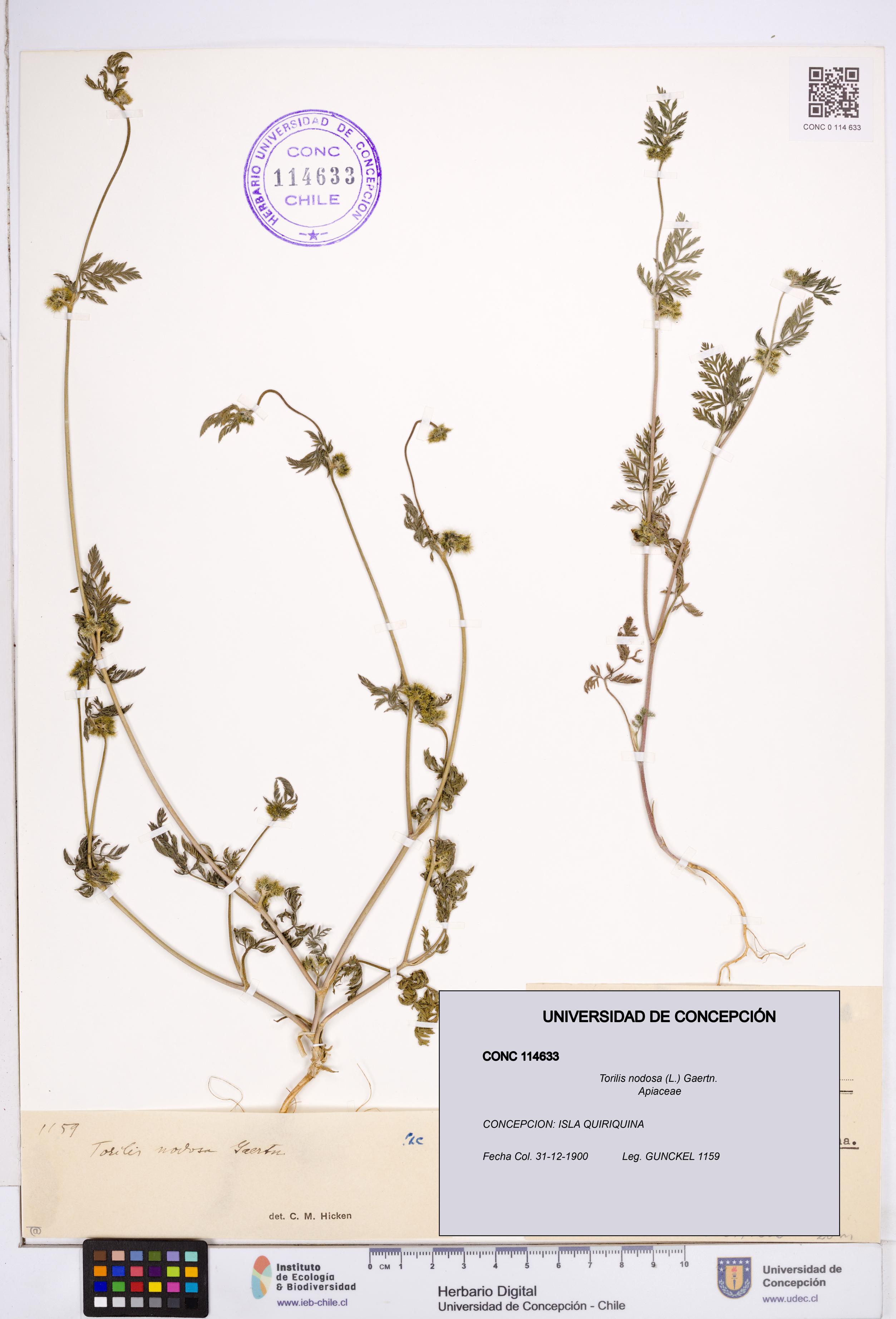 Torilis nodosa [Espécimen: ]