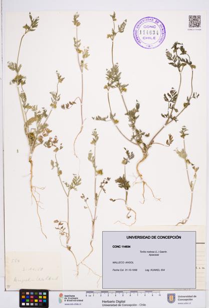 Torilis nodosa [Espécimen: ]