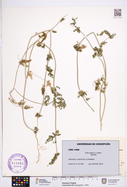 Torilis nodosa [Espécimen: ]