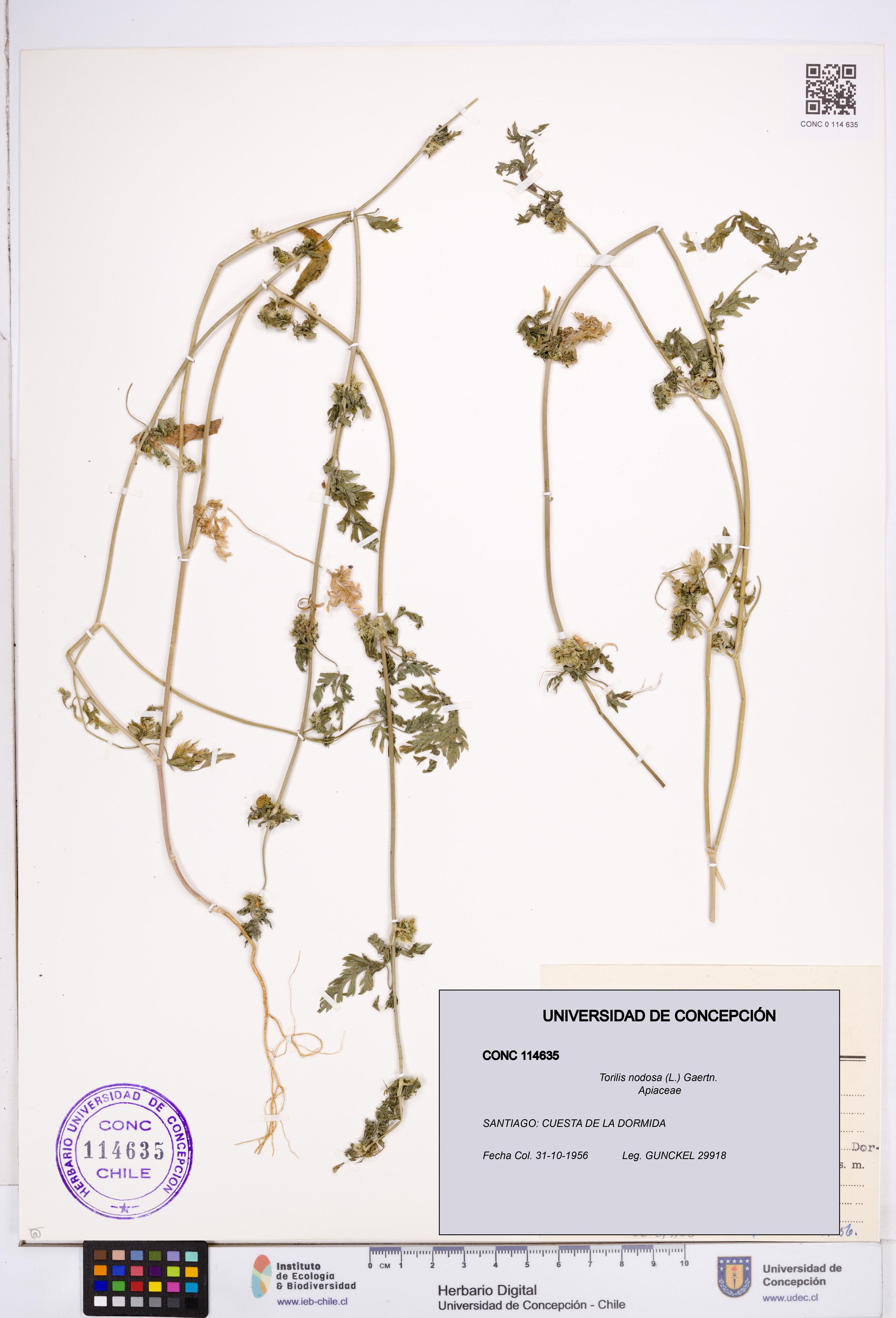 Torilis nodosa [Espécimen: ]