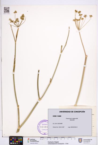 Foeniculum vulgare [Espécimen: ]