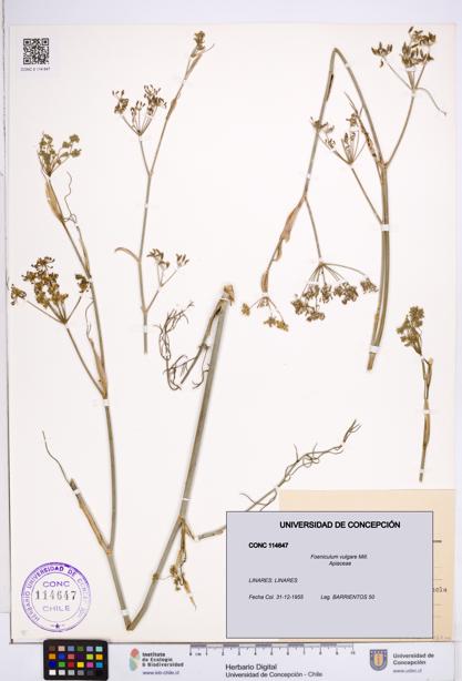 Foeniculum vulgare [Espécimen: ]