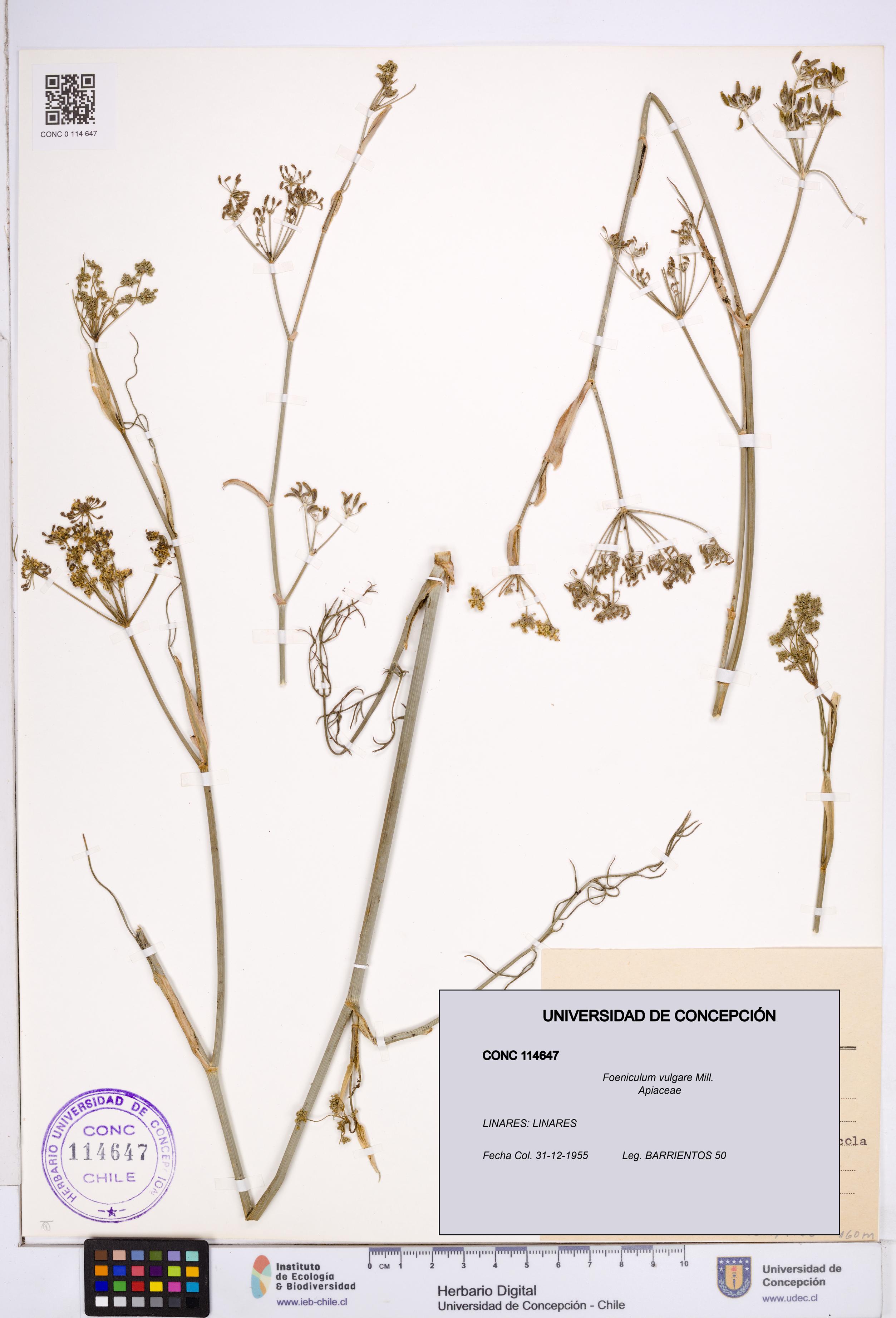 Foeniculum vulgare [Espécimen: ]