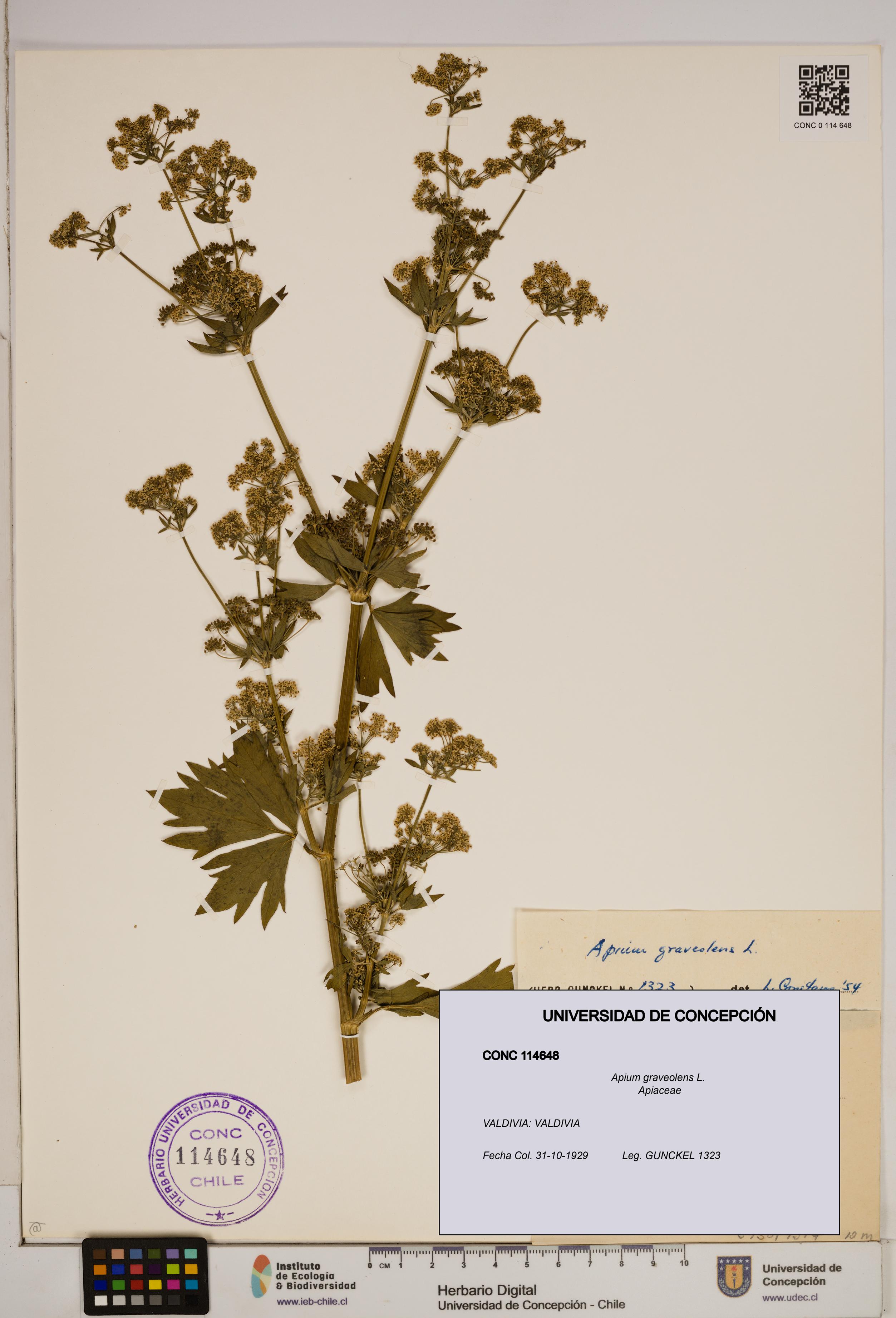 Apium graveolens [Espécimen: ]
