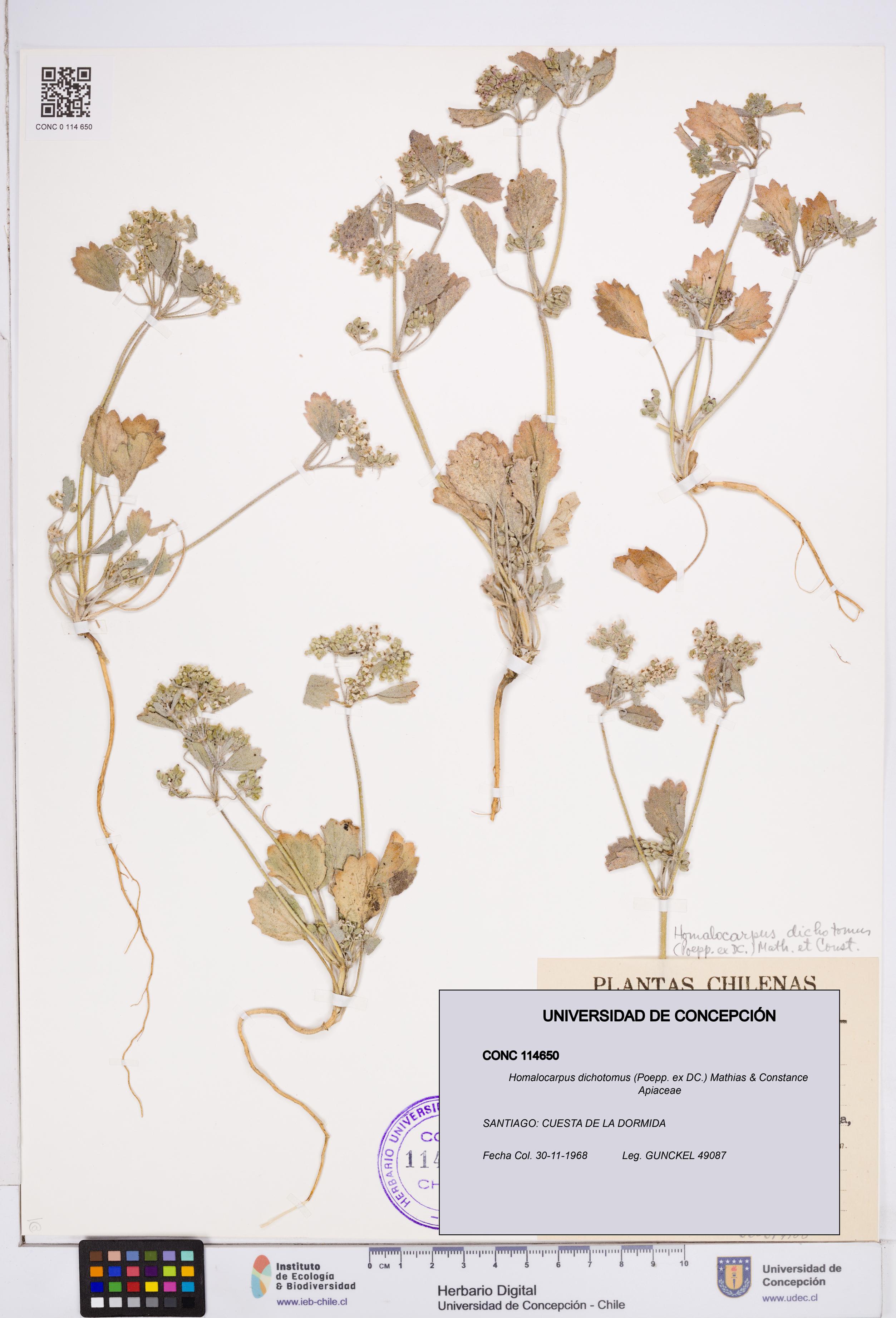 Homalocarpus dichotomus [Espécimen: ]
