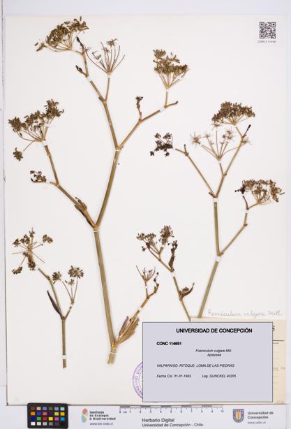 Foeniculum vulgare [Espécimen: ]