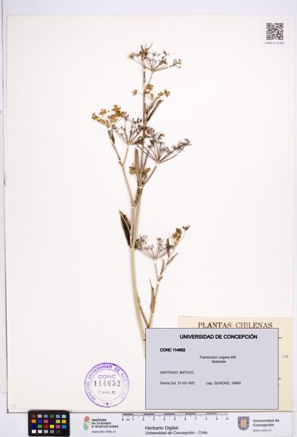 Foeniculum vulgare [Espécimen: ]