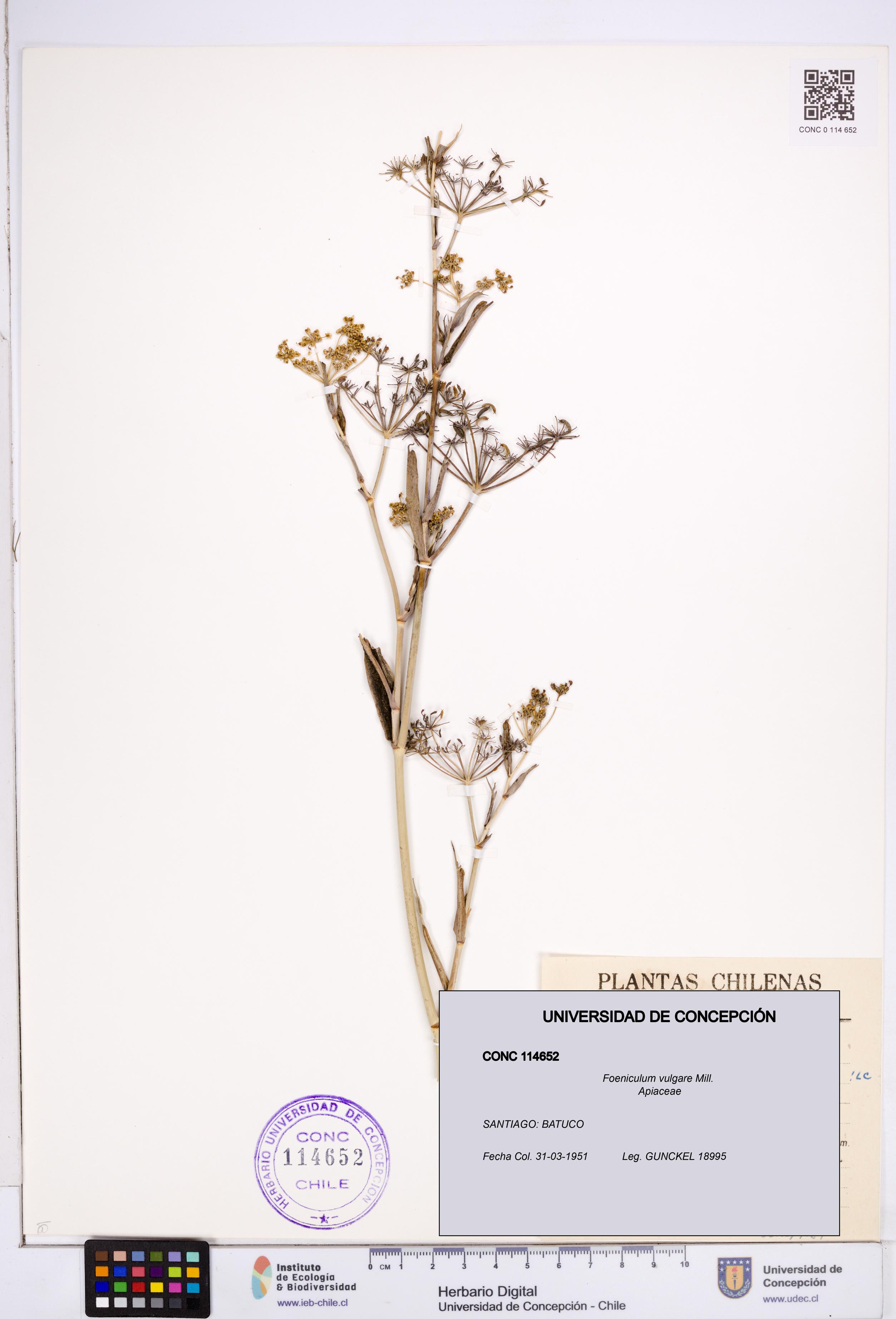 Foeniculum vulgare [Espécimen: ]