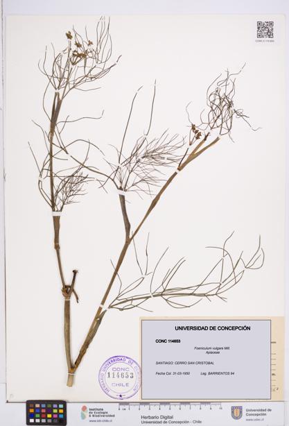 Foeniculum vulgare [Espécimen: ]