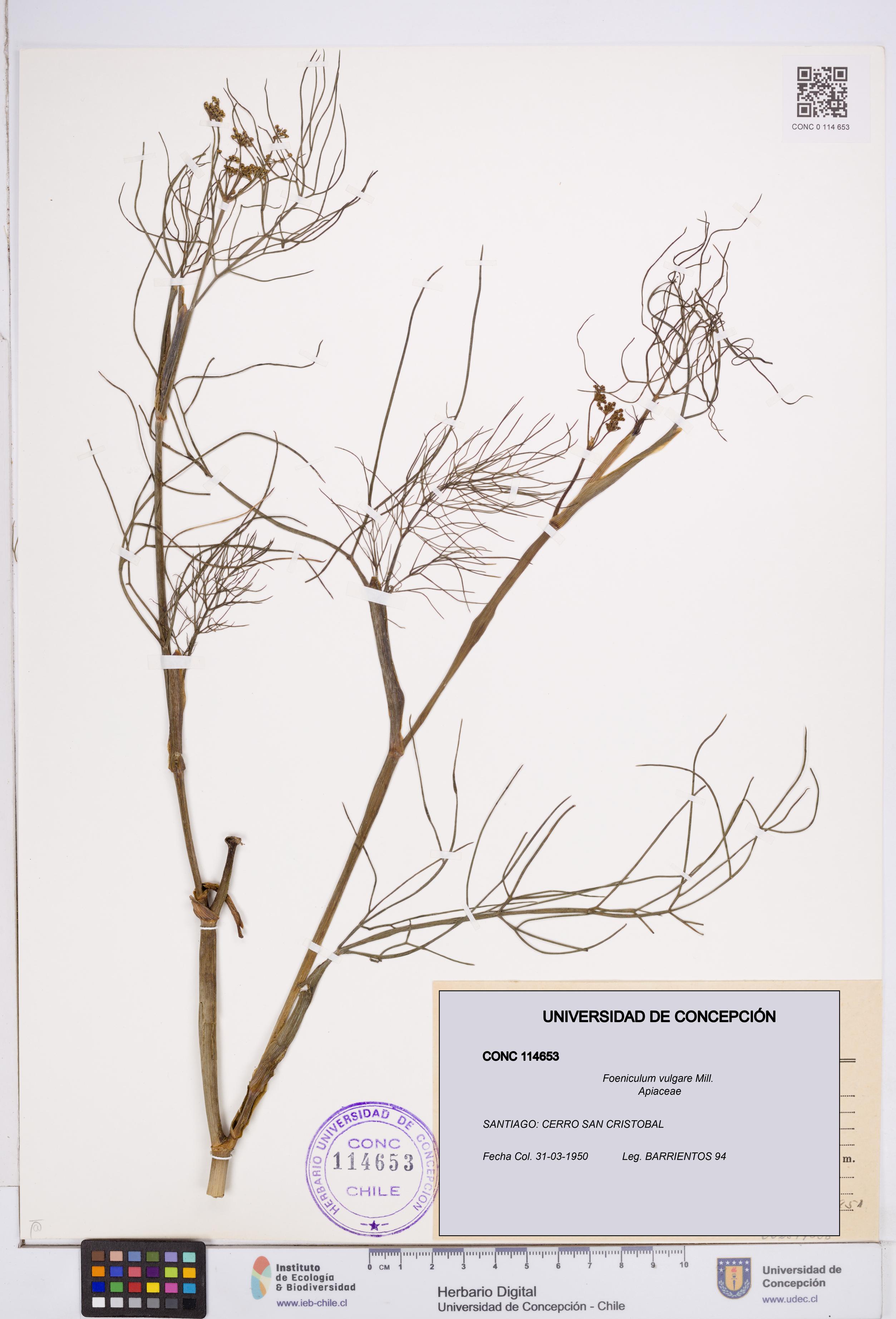 Foeniculum vulgare [Espécimen: ]