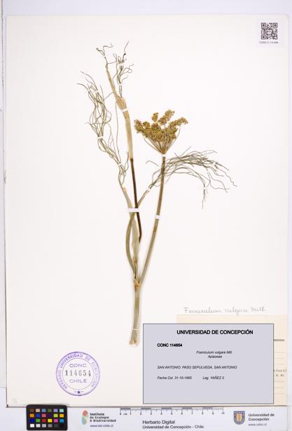 Foeniculum vulgare [Espécimen: ]