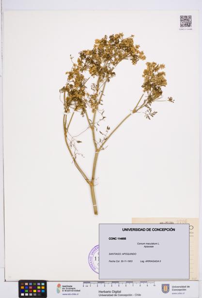 Conium maculatum [Espécimen: ]