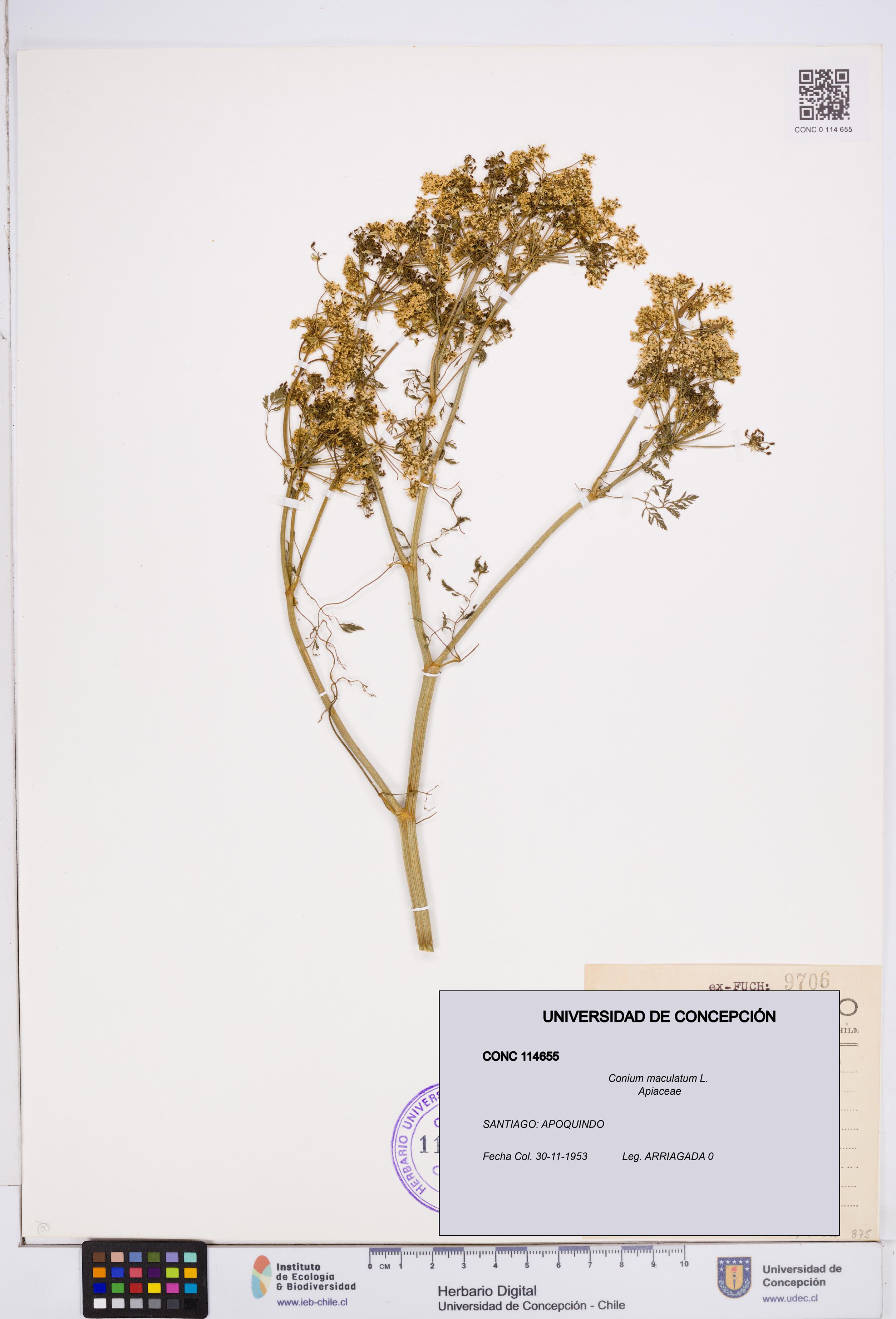 Conium maculatum [Espécimen: ]