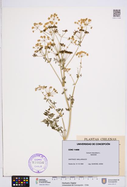 Conium maculatum [Espécimen: ]