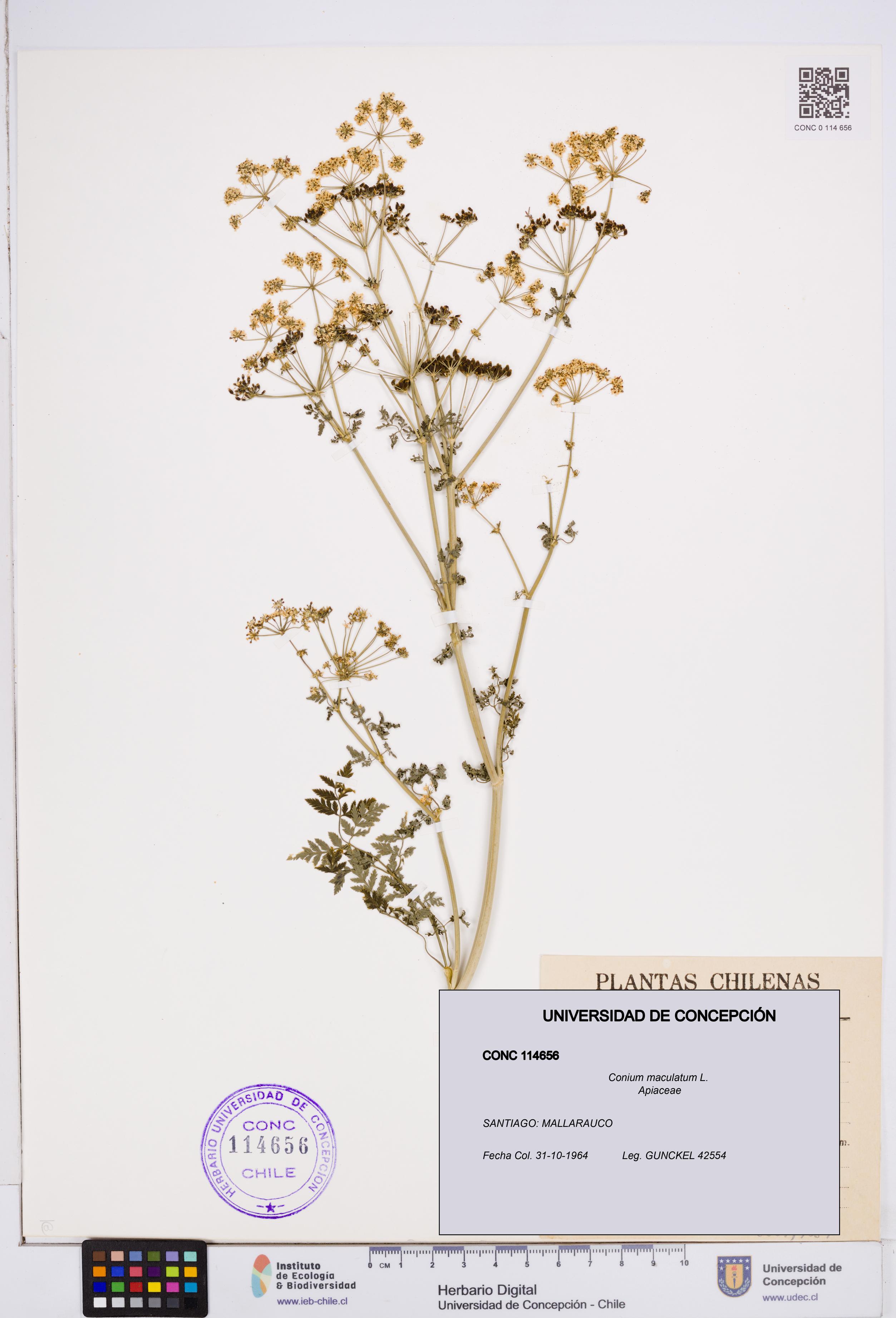 Conium maculatum [Espécimen: ]