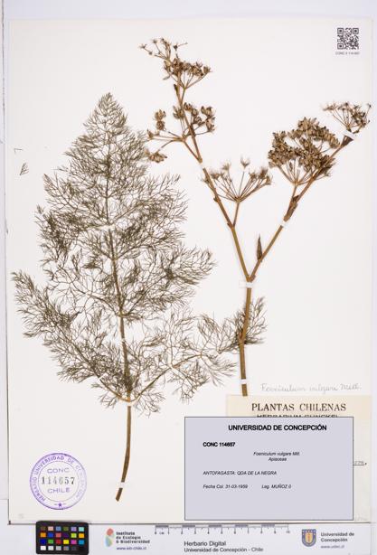 Foeniculum vulgare [Espécimen: ]
