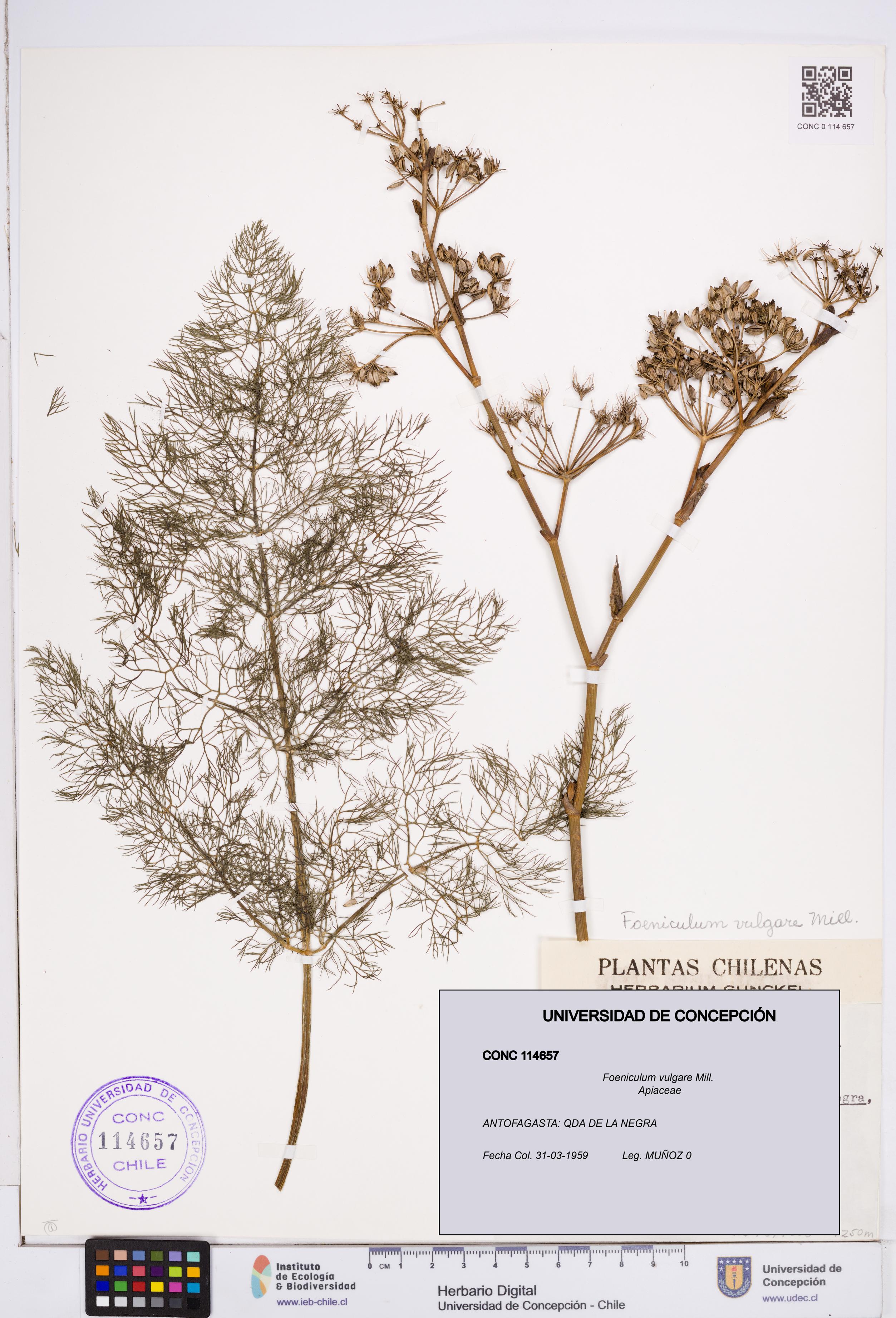 Foeniculum vulgare [Espécimen: ]