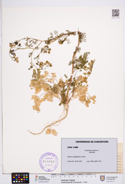 Coriandrum sativum [Espécimen: ]