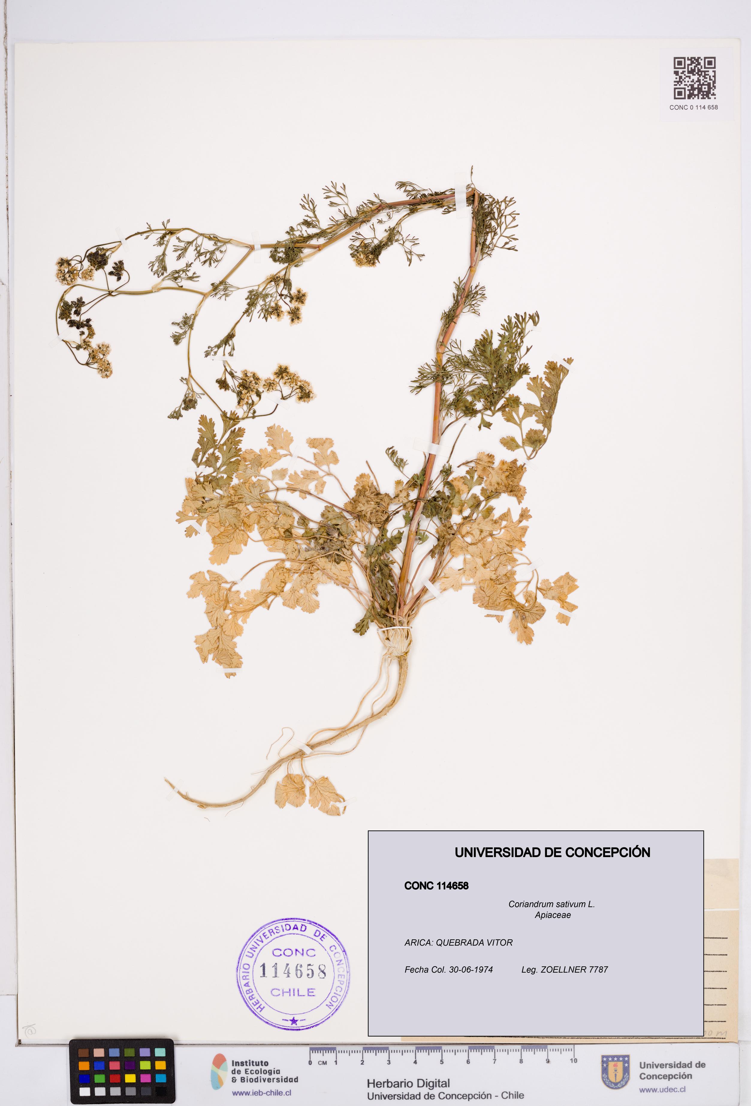 Coriandrum sativum [Espécimen: ]