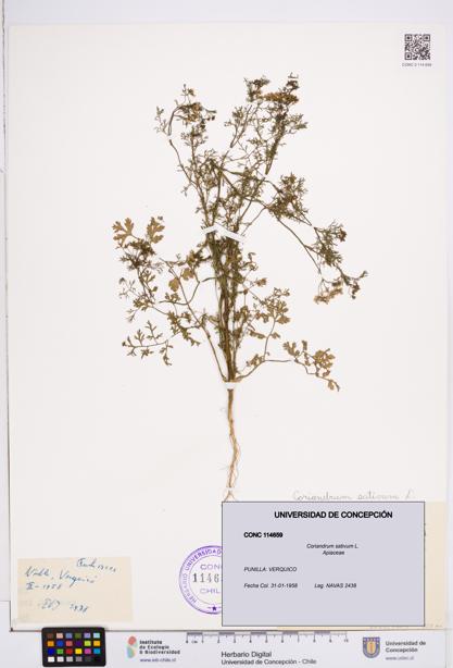 Coriandrum sativum [Espécimen: ]
