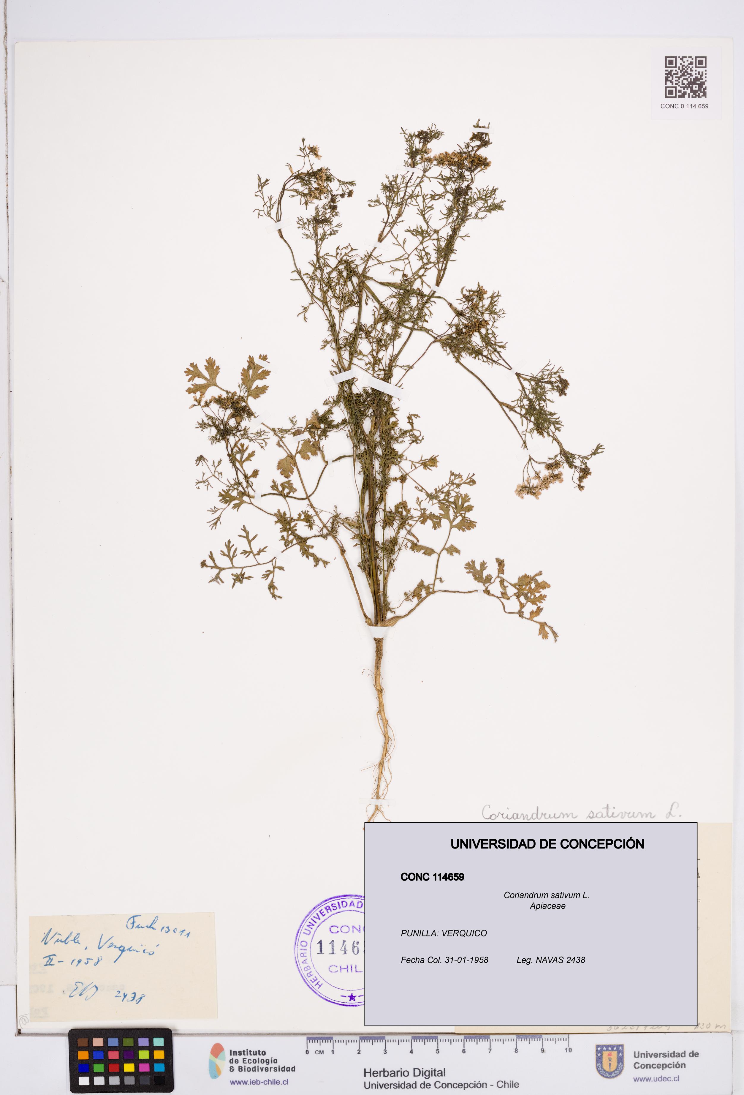 Coriandrum sativum [Espécimen: ]