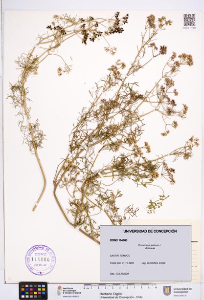 Coriandrum sativum [Espécimen: ]
