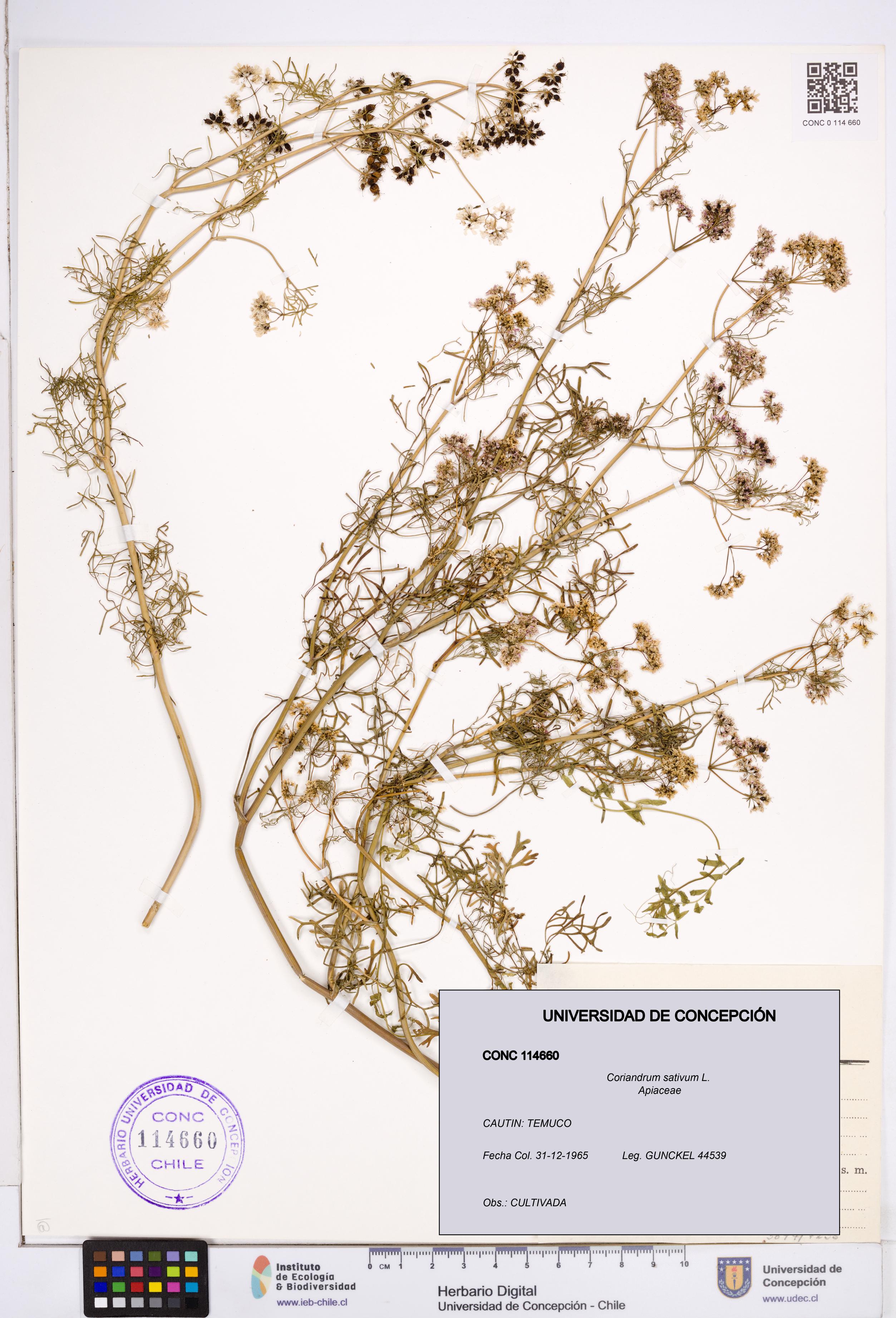Coriandrum sativum [Espécimen: ]