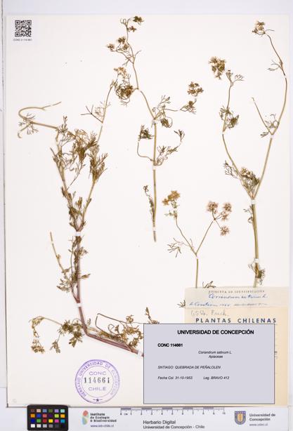 Coriandrum sativum [Espécimen: ]