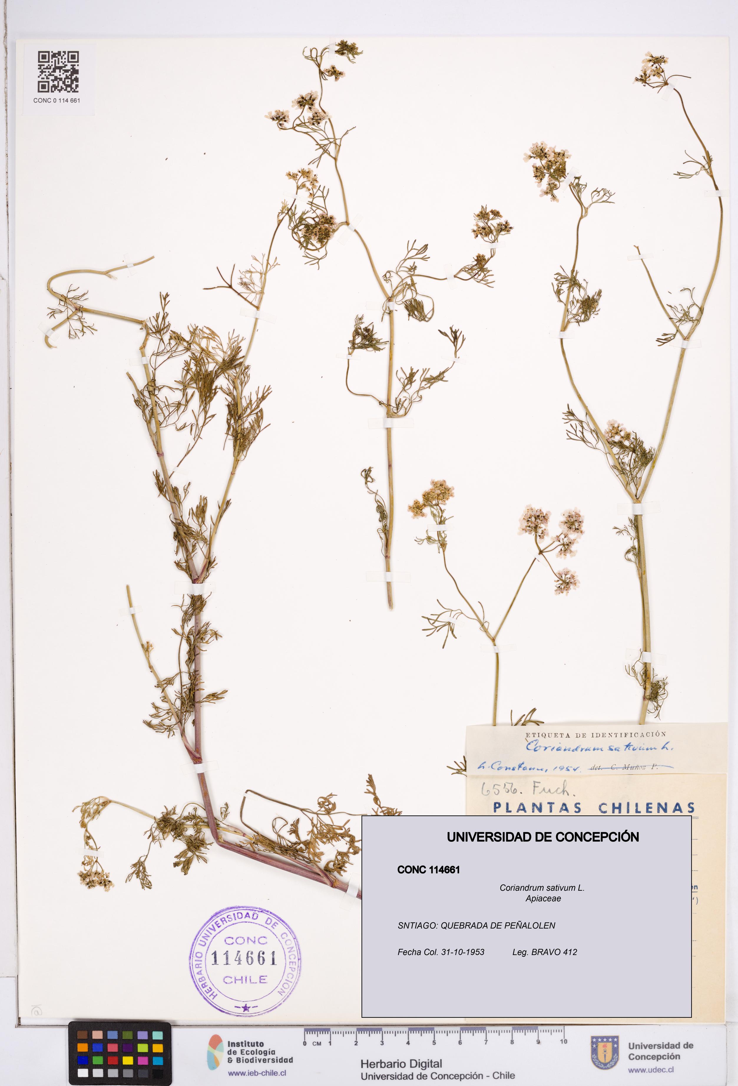 Coriandrum sativum [Espécimen: ]