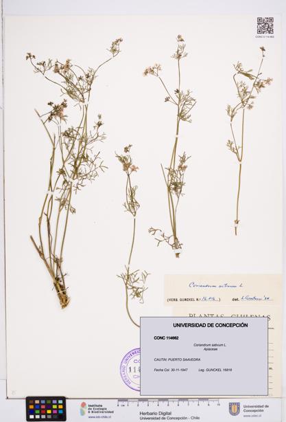 Coriandrum sativum [Espécimen: ]