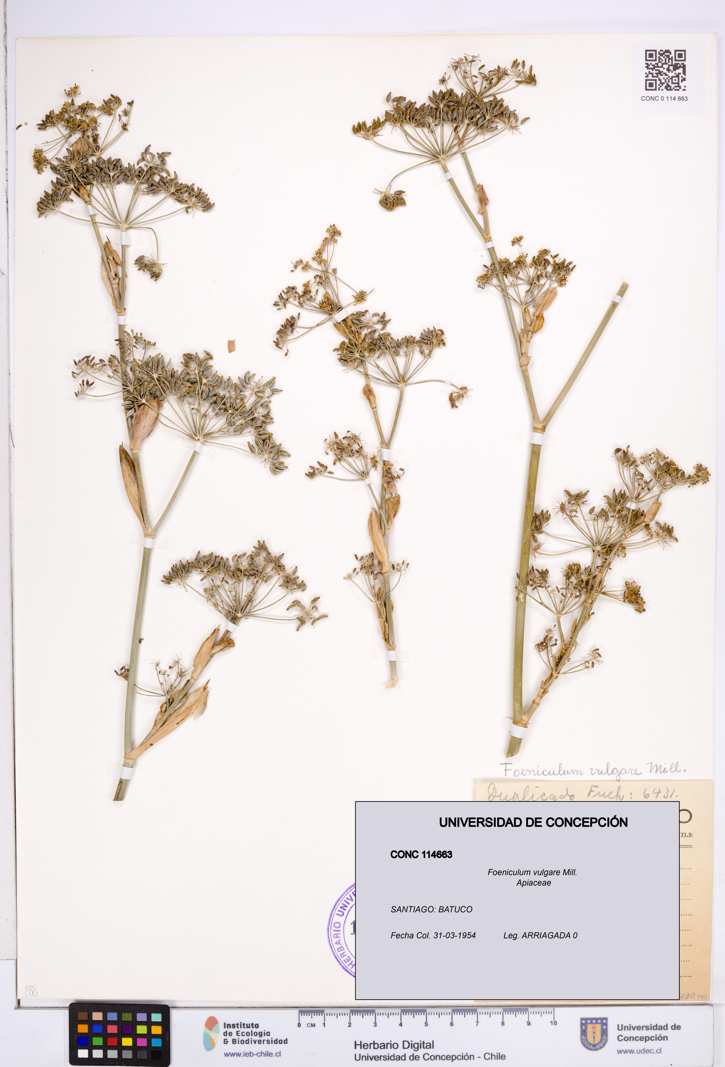 Foeniculum vulgare [Espécimen: ]