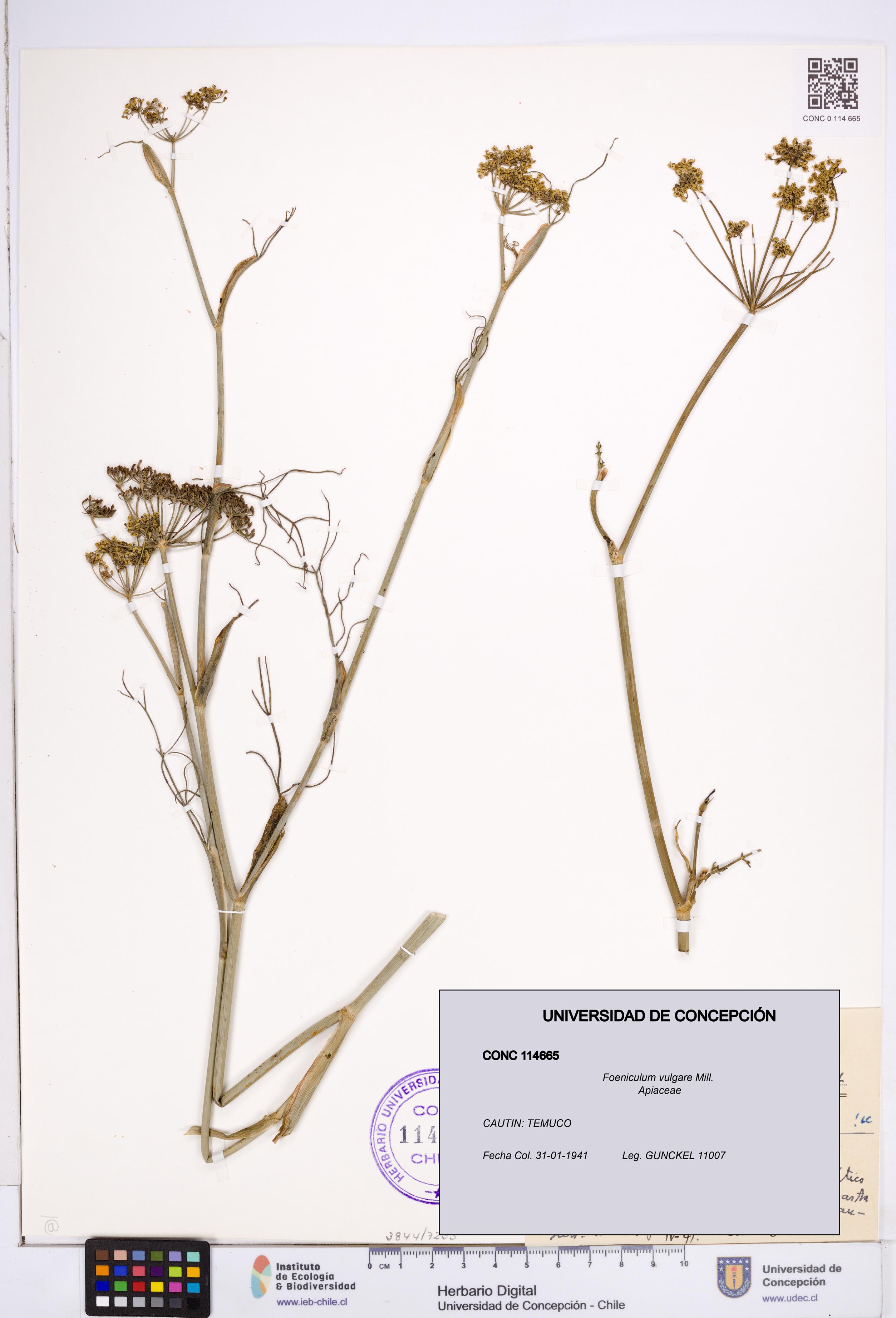 Foeniculum vulgare [Espécimen: ]