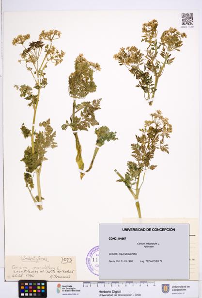 Conium maculatum [Espécimen: ]